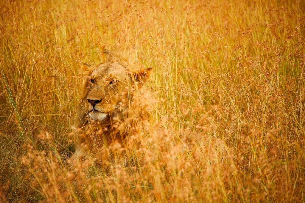 illustration pour accéder au marché caché de l'emploi avec un lion dissimulé dans la savane